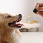 How CBD Oil Helps with Post-Surgery Pain in Dogs