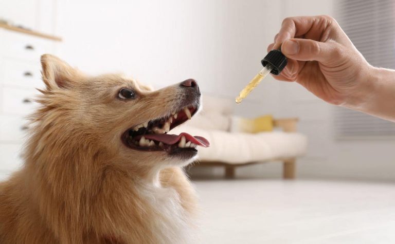 How CBD Oil Helps with Post-Surgery Pain in Dogs