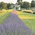 Discover Lavender Waves Farm: Dr. Henry Cabrera’s Unique Rhode Island Gem