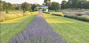 Discover Lavender Waves Farm: Dr. Henry Cabrera's Unique Rhode Island Gem