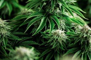 Delta 8 or HHC: Which Cannabinoid is Right for You?