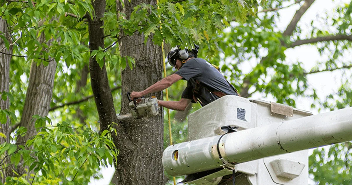 landscaping and tree care in San Antonio TX